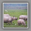 Greater One-horned Rhinoceros_2